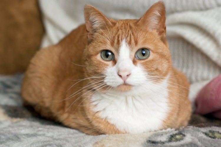 shutterstock_517111960-864x575